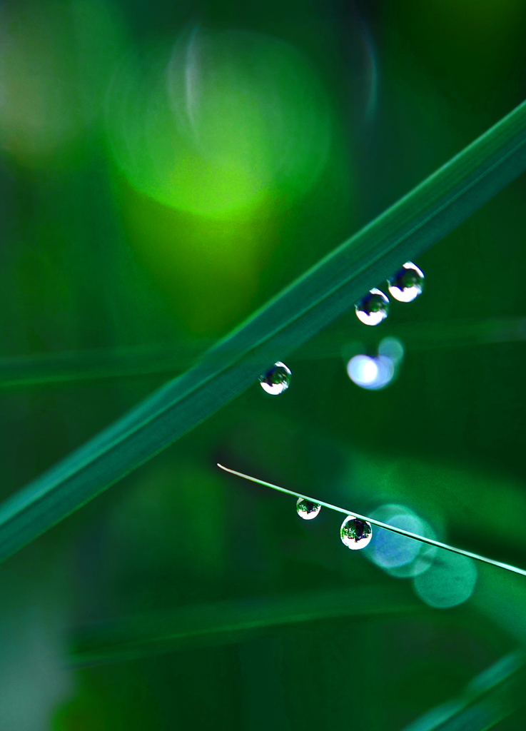 水玉の詩　P1180286zz