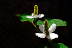 闇に浮かぶ花　P1180718zz