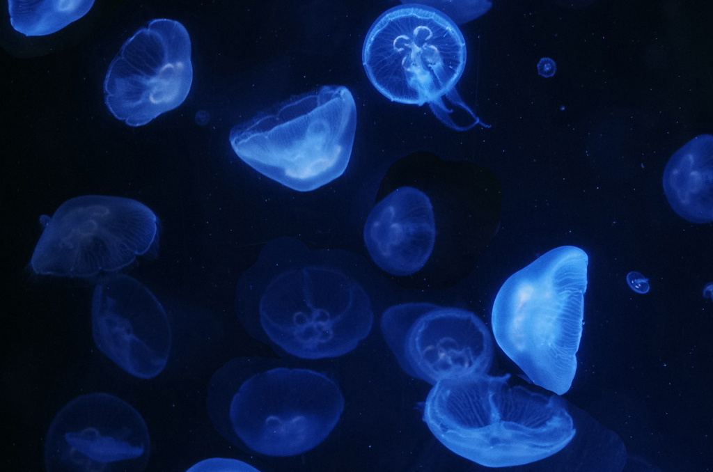 水海月　_IGP6850z