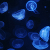 水海月　_IGP6850z