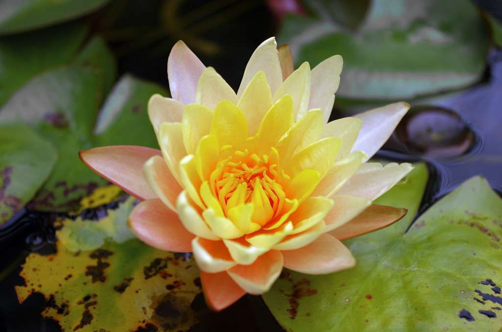 「優しさ」と「甘美」　_IGP7288zz