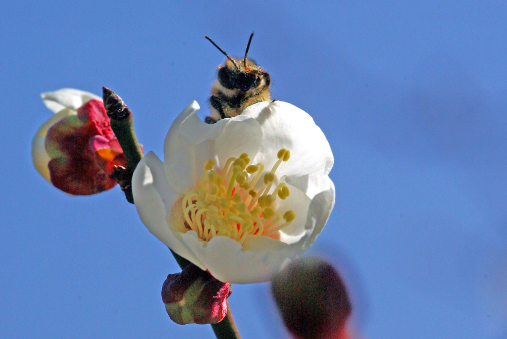 この蜜にしよう！　IMGP0009zz