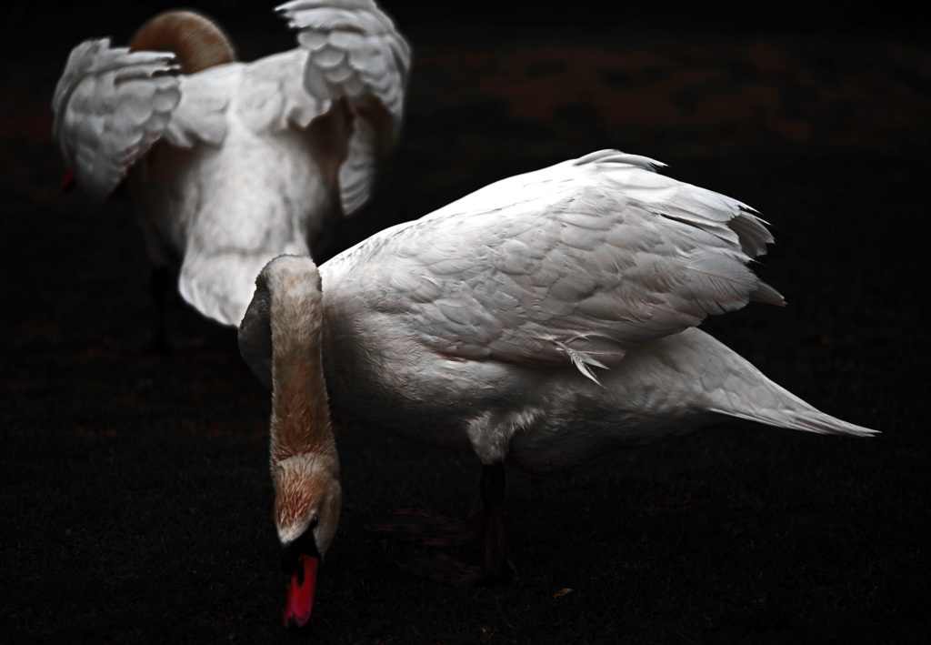 Two swans　IMGP6208zz