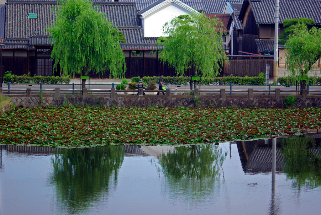 岸和田城お堀端　IMGP6297zz