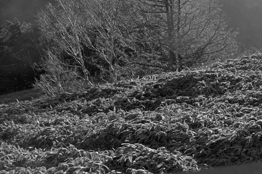 霜が降りた朝　IGP7511zz