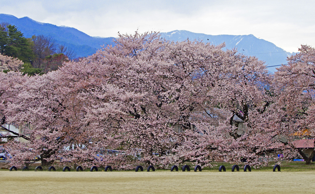 日本一の学校桜　IGP7726zz