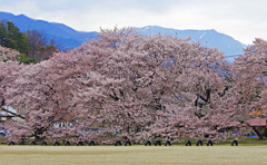 日本一の学校桜　IGP7726zz