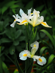 今朝の花　P1200692zz