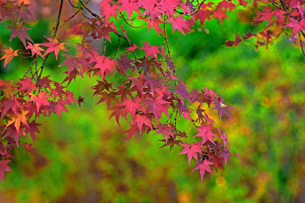 名残の彩　IMGP4039zz