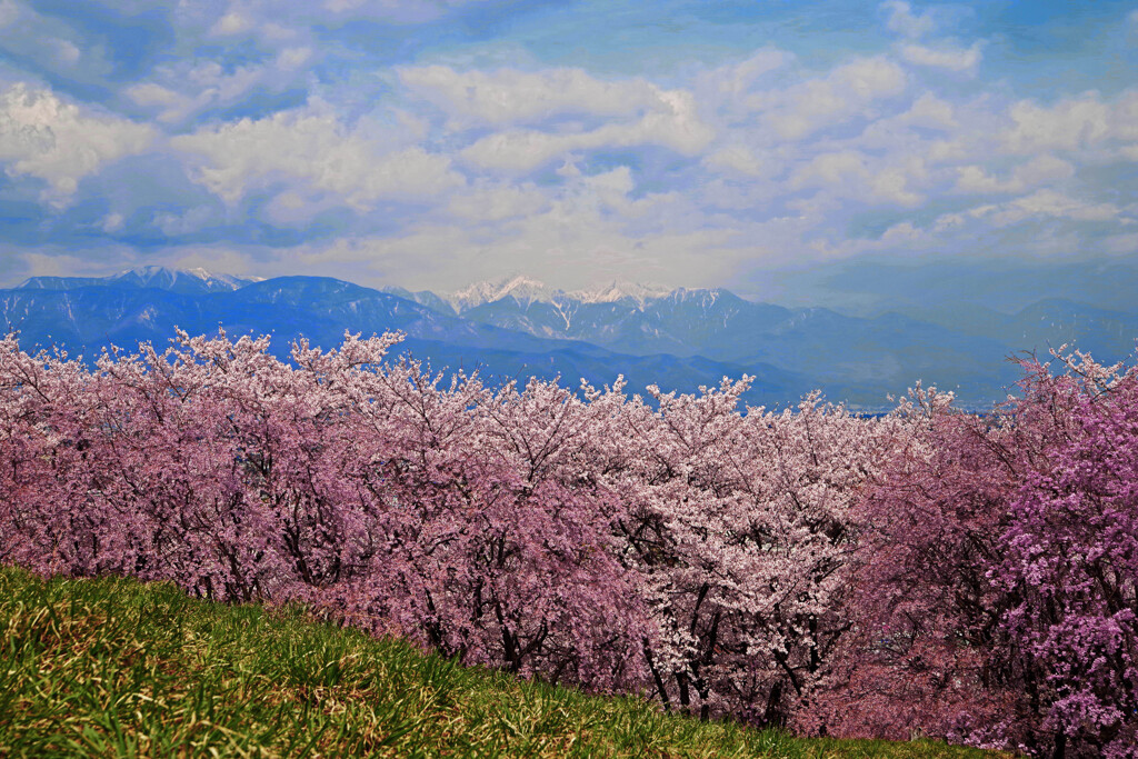 花盛り 弘法山古墳　IMGP4835zz