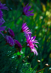 路傍に咲く花　P1080431zz