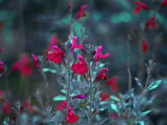 チェリーセージ　P1390765zz