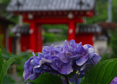 山門と紫陽花　P1088254zz