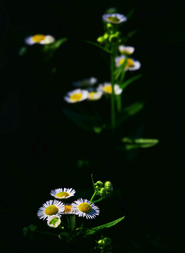 小さき野の花　P1710751zz