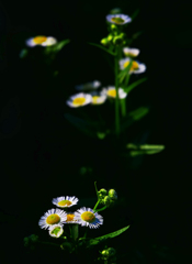 小さき野の花　P1710751zz