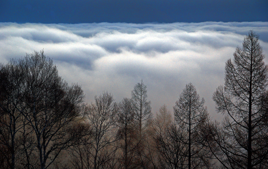 雲海と樹林　IMGP1663zz