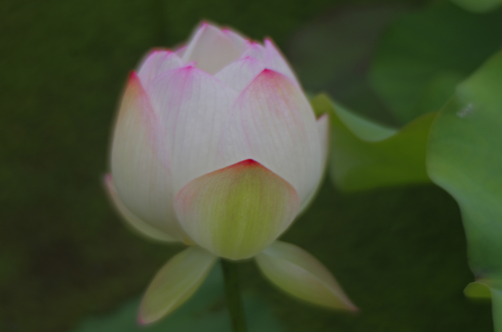 ほんわかと 瑞光蓮　IMG8829zz