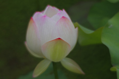 ほんわかと 瑞光蓮　IMG8829zz