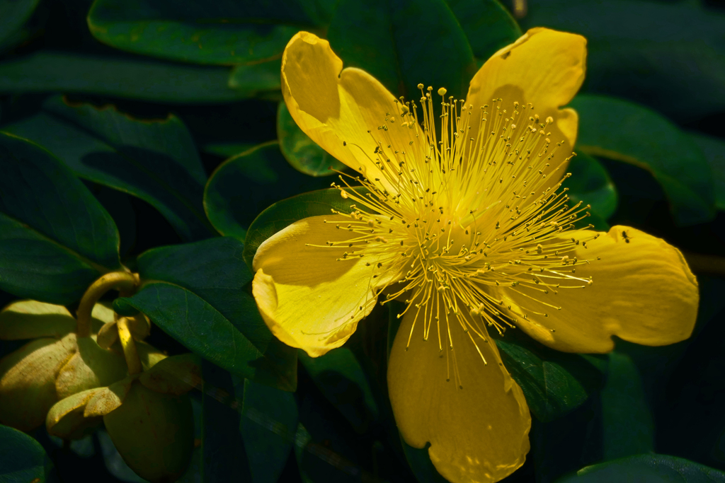 長いまつげ　P1420572zz