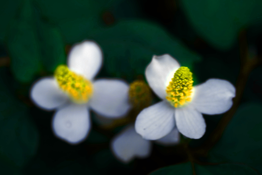 どくだみの花　P1410123zz