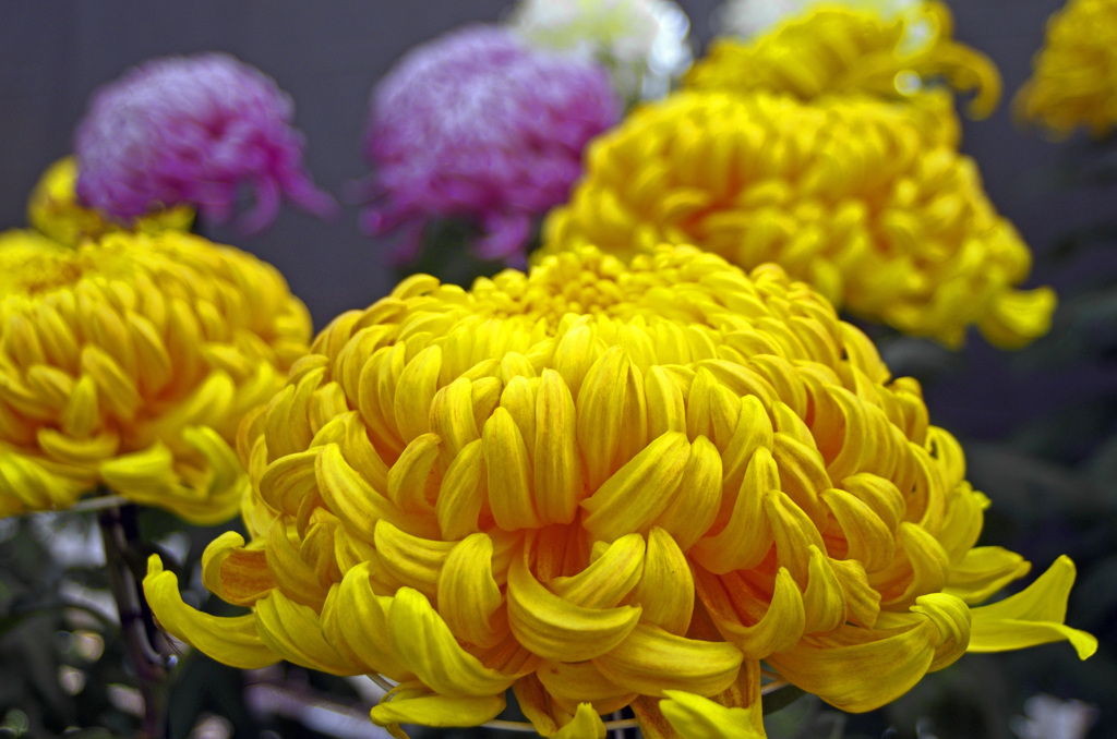 第57回東信菊花展にて 黄色い菊　IMG9958zz