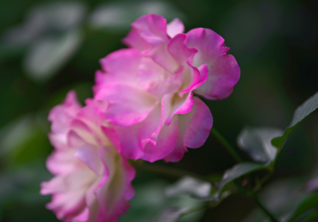 柔らかな光　IMGP0740zz