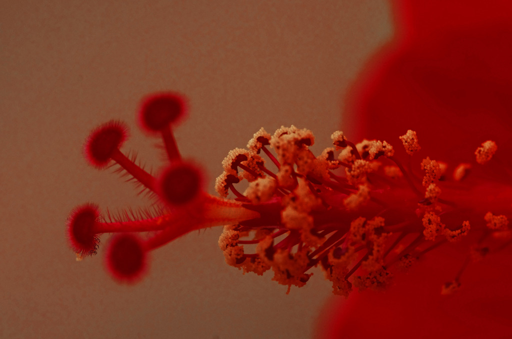 Image photo”花の神秘”Ⅱ　_IMG8102z