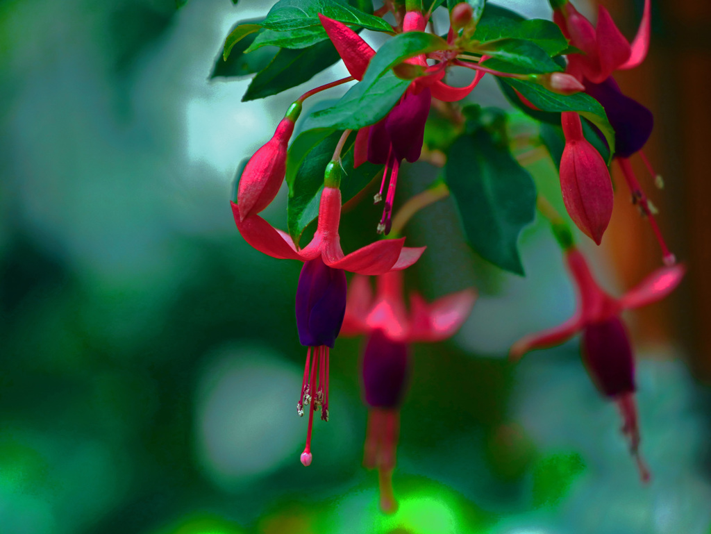 フクシアの花　P1690352zz