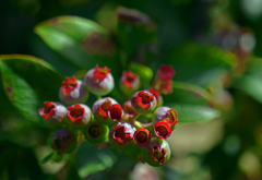 紅い唇　P1088166zz