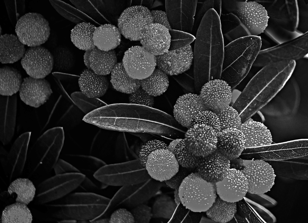 砂糖菓子　P1310304z