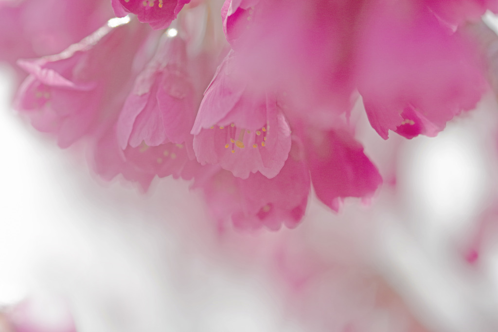 夢の中へ　IMGP2591zz