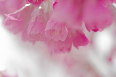 夢の中へ　IMGP2591zz