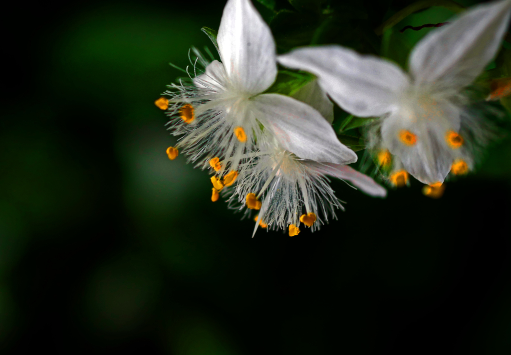 蕊美しや　P1390713zz