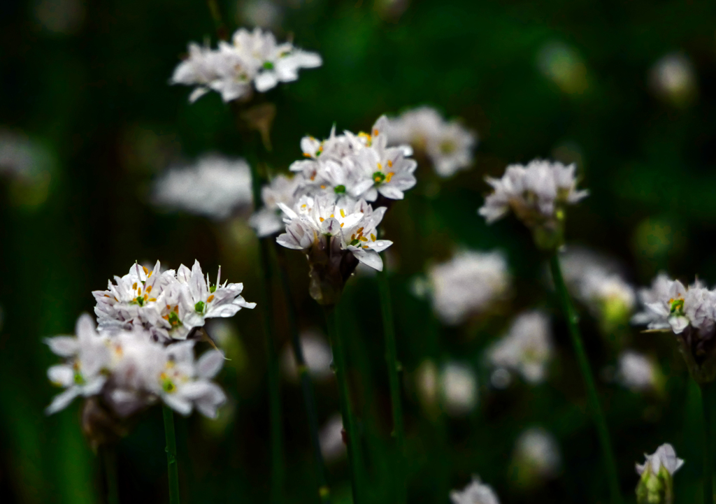 雨に咲く花  ハナニラ　P1140906zz