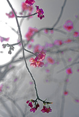 大寒桜　IMGP2443zz