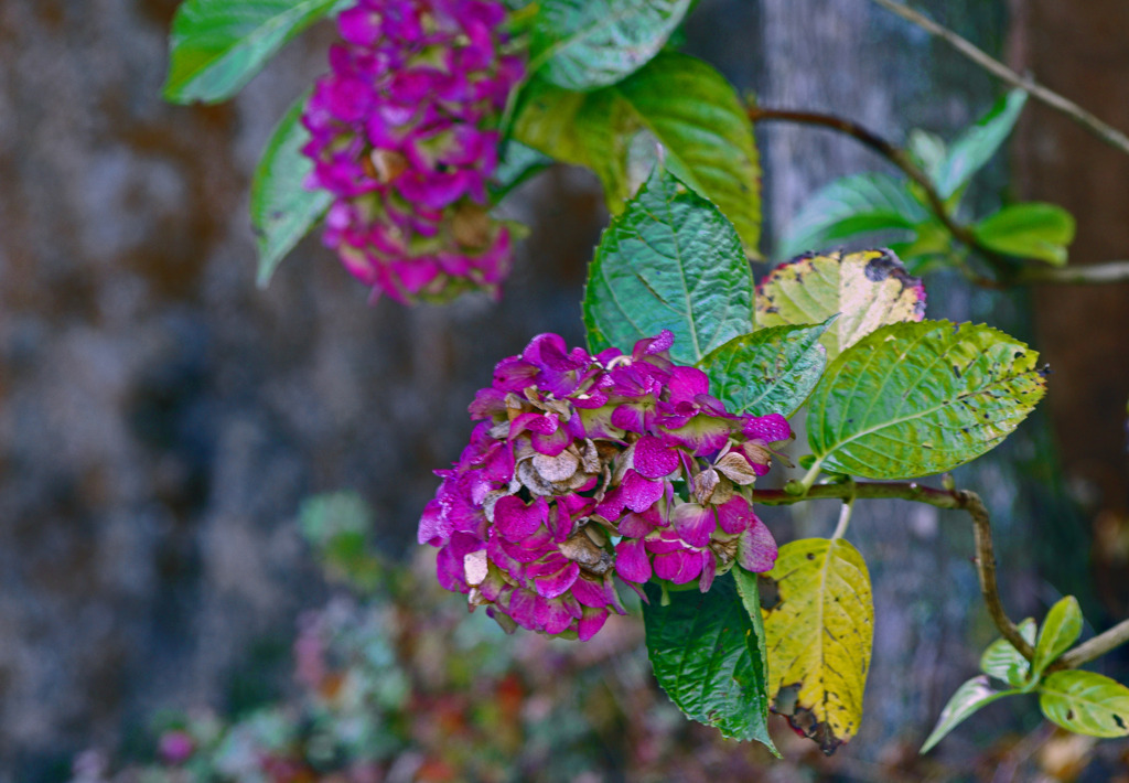 寂  秋の紫陽花　 _IMG9431zz