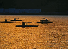 釣り筏　P1510268zz 南紀 和歌山