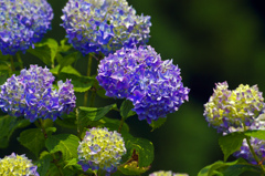 梅雨の花　IGP7257zz