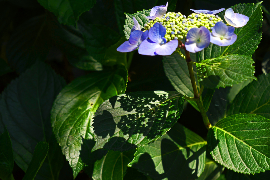花影　P1086597zz