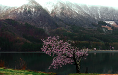 湖畔の一本桜　IMGP2830zz