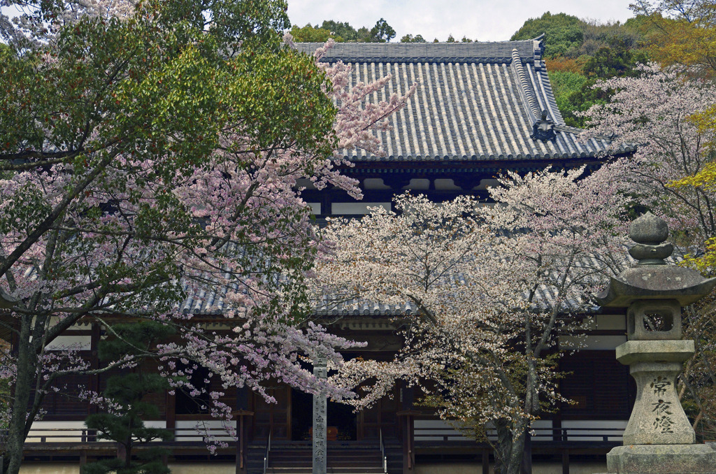 根来寺 大伝法堂　IGP5030zz