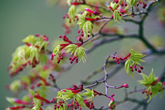 もみじの赤ちゃん　IMGP3353zz