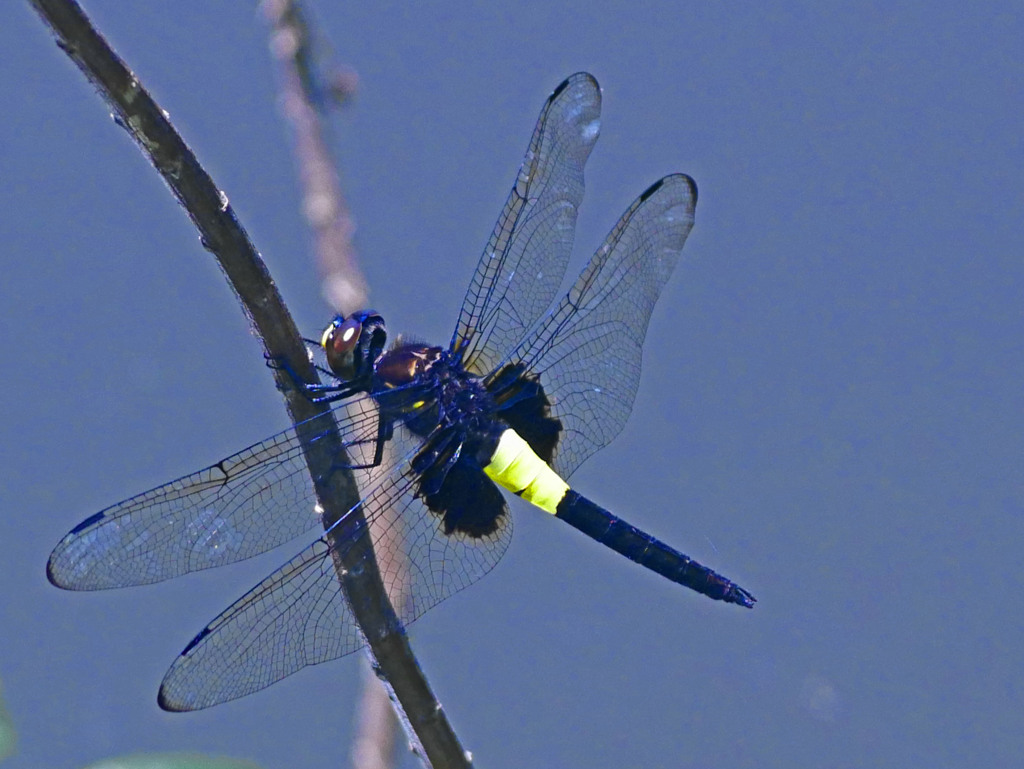 コシアキトンボ　P1270614zz