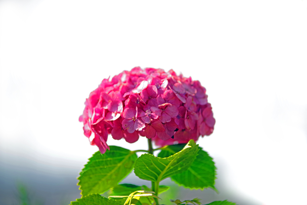 日向で咲く花　IMGP3073zz