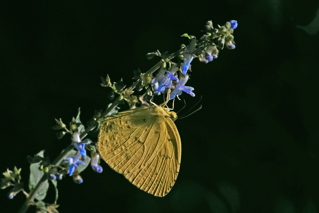 花に蝶　IMGP8357zxz
