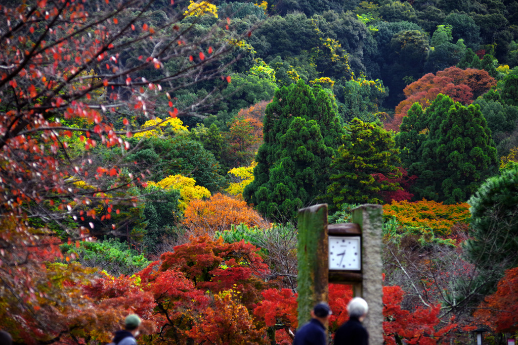 円山公園午前8時33分　IMGP1140zz