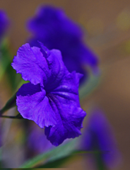 ムラサキルエリア　IMG1728zz