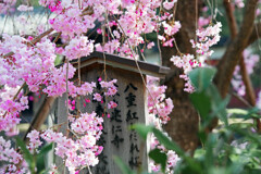 八重紅枝垂れ桜　IMGP4715zz