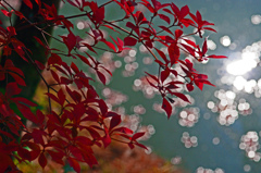 光のシンフォニー　IMGP4497zz