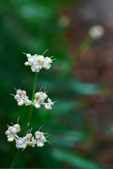 藪茗荷の花　P1200426zz